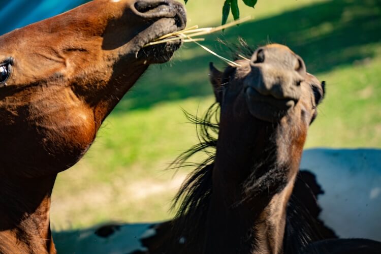Pferdeoffenstall Rhein Main Gebiet